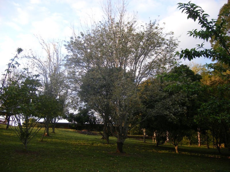 1471 Darkwood Rd, Bellingen NSW 2454