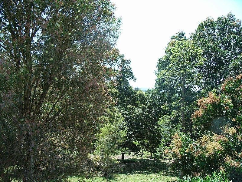 9 Tibouchina Cl, Bellingen NSW 2454
