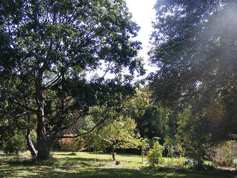 9 Tibouchina Cl, Bellingen NSW 2454