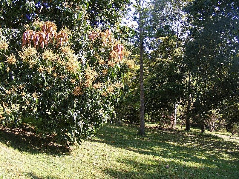 9 Tibouchina Cl, Bellingen NSW 2454