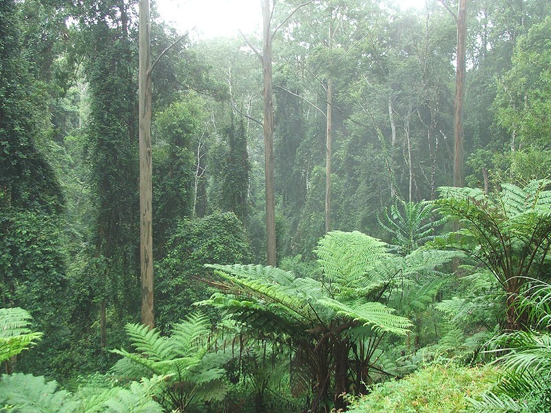 720 Kalang Road, Bellingen NSW 2454