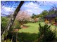 Dorrigo NSW 2453