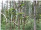 1650 Kalang Road, Bellingen NSW 2454