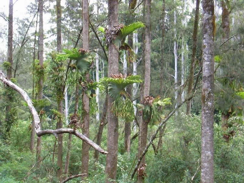1650 Kalang Road, Bellingen NSW 2454