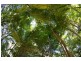 768 Hydes Creek Rd Valery, Bellingen NSW 2454