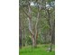 1829 Tyringham Rd Bostobrick, Dorrigo NSW 2453