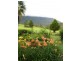 484 Summervilles Rd,Thora, Bellingen NSW 2454