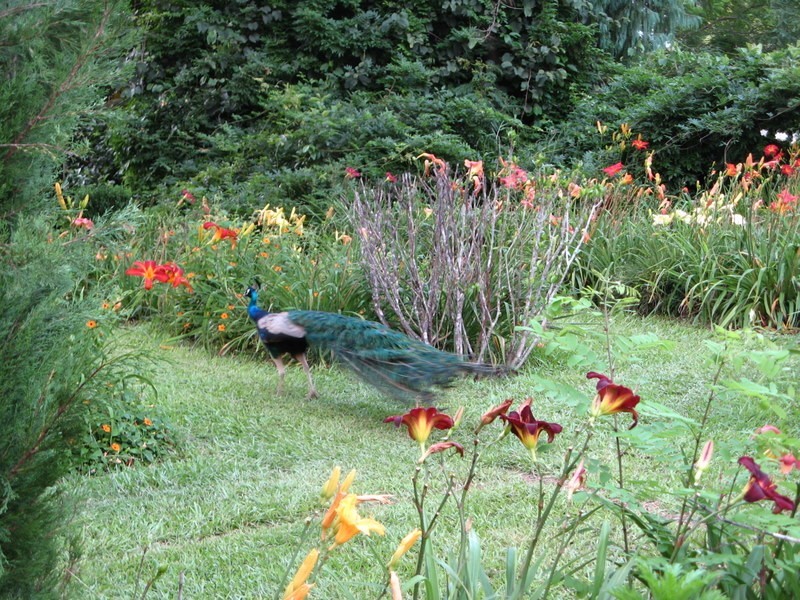 484 Summervilles Rd,Thora, Bellingen NSW 2454