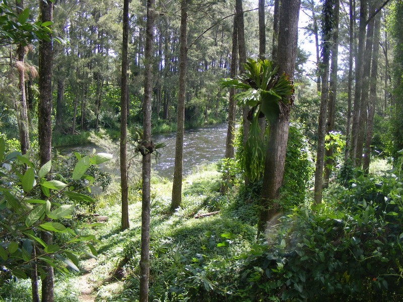 484 Summervilles Rd,Thora, Bellingen NSW 2454