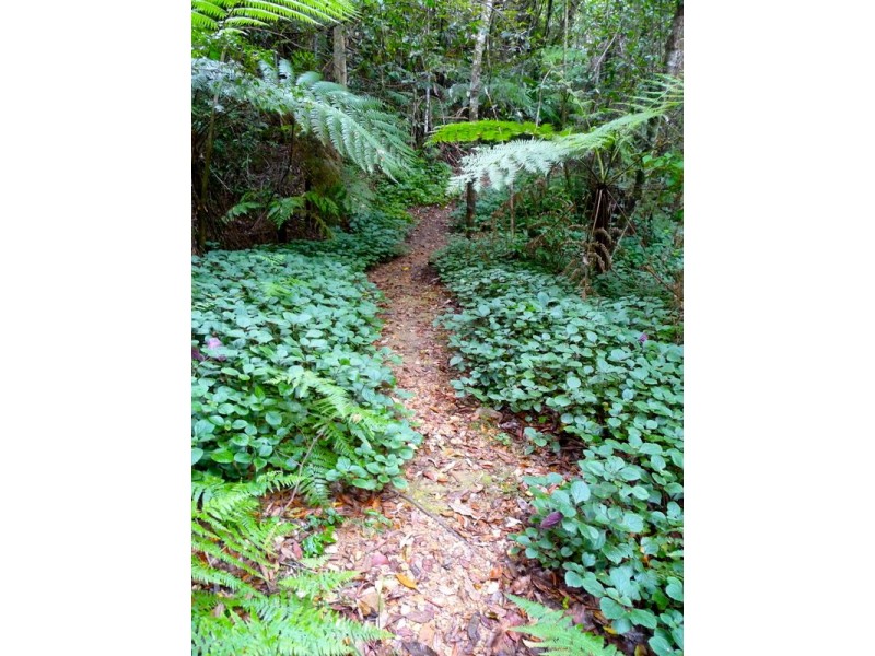 807 Kalang Rd Kalang, Bellingen NSW 2454