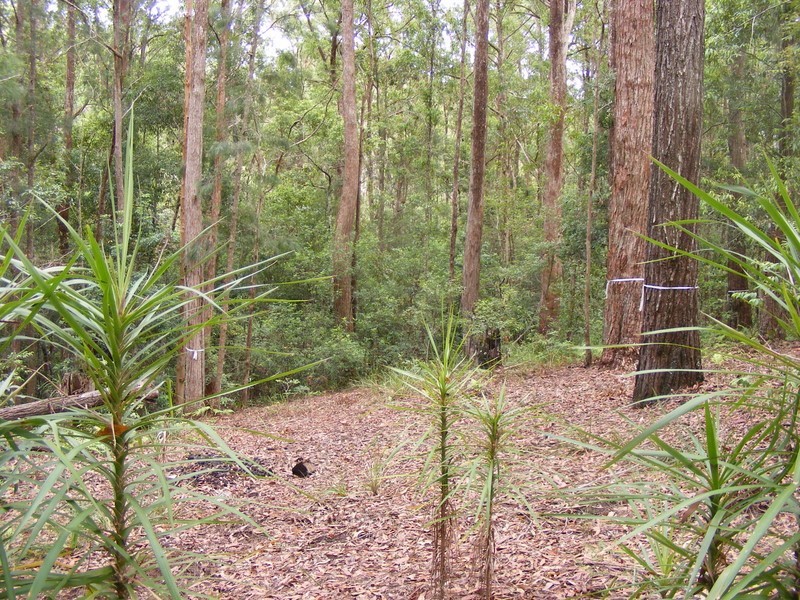 135 Hydes Creek Road, Bellingen NSW 2454