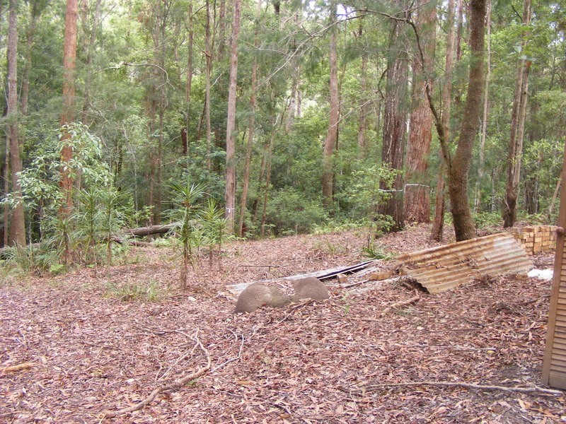 135 Hydes Creek Road, Bellingen NSW 2454