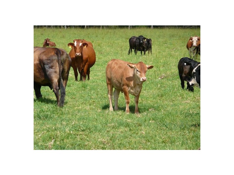 33 River Street, Repton NSW 2454