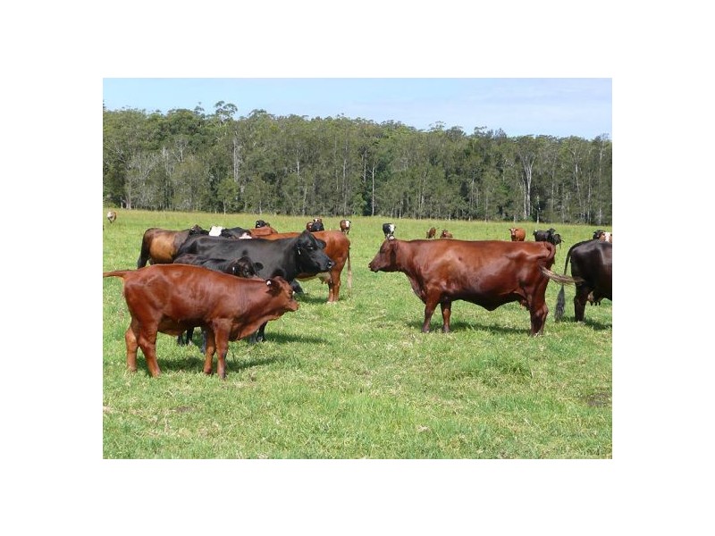 33 River Street, Repton NSW 2454