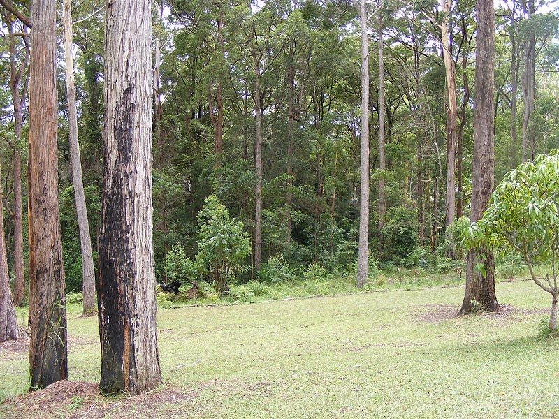 31 Elk Avenue, Repton NSW 2454