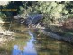 1245 Kalang Road, Bellingen NSW 2454
