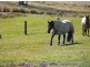 Bellingen NSW 2454