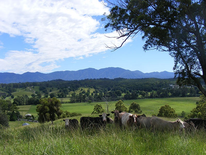 1333 Waterfall Way, Bellingen NSW 2454