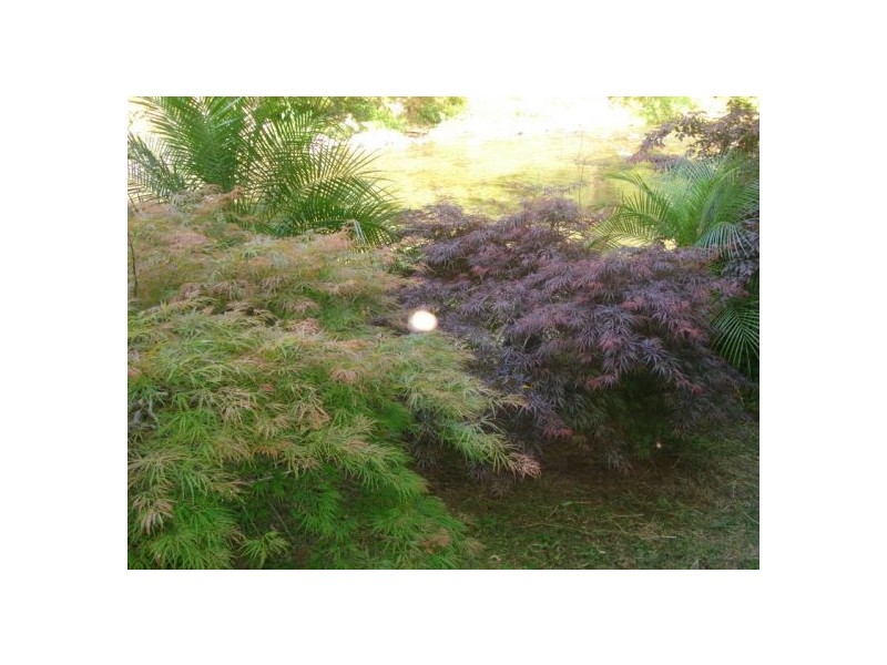 1824 Bishops Creek Darkwood, Bellingen NSW 2454