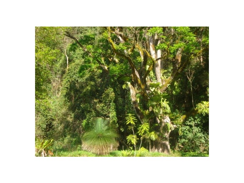 1824 Bishops Creek Darkwood, Bellingen NSW 2454