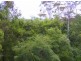 50 Tuckers Rock Road, Repton NSW 2454