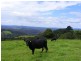 4948 Waterfall Way, Dorrigo NSW 2453