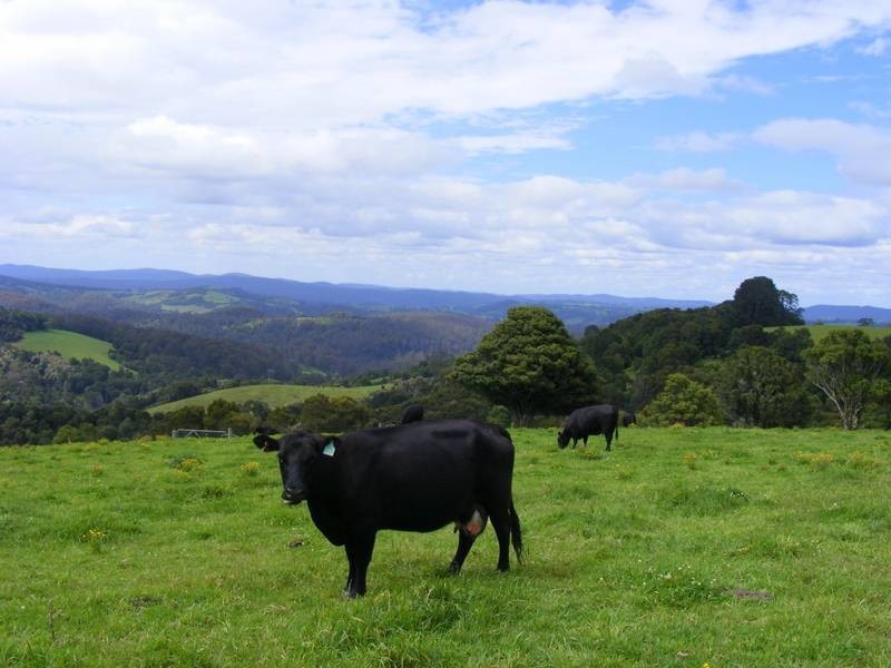 4948 Waterfall Way, Dorrigo NSW 2453