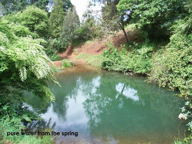 4948 Waterfall Way, Dorrigo NSW 2453