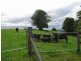 4948 Waterfall Way, Dorrigo NSW 2453