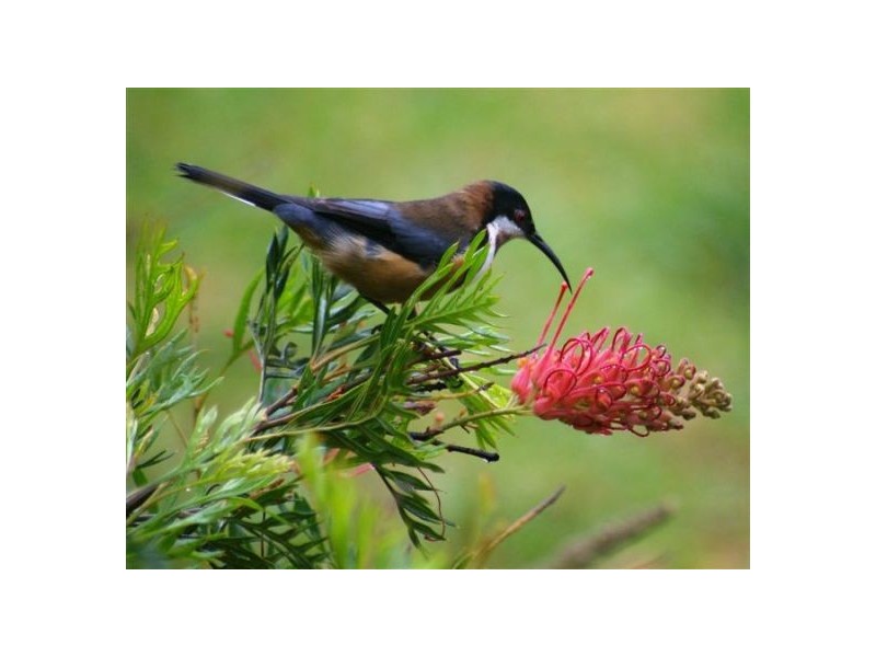 764 Bowraville Road, Bellingen NSW 2454