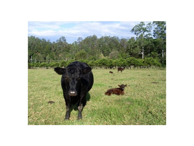 1898 Darkwood Road Thora, Bellingen NSW 2454