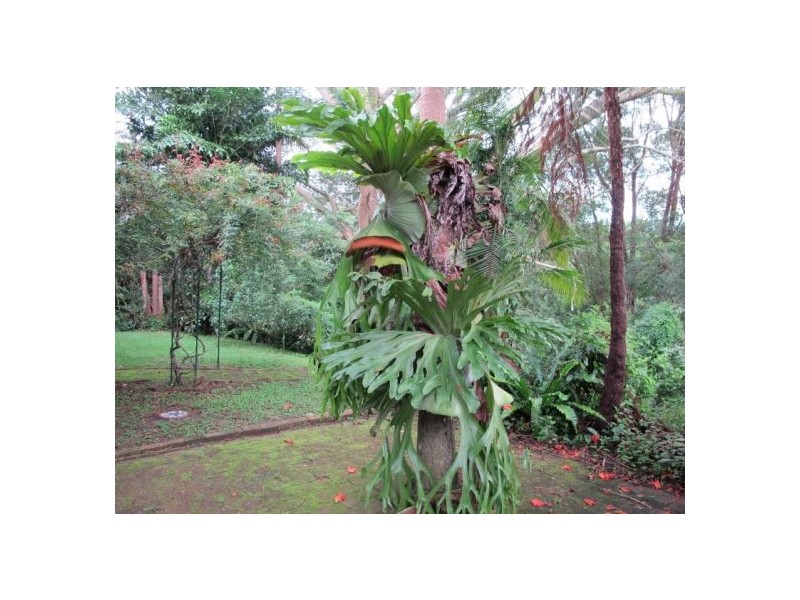 11 Dillon Close, Bellingen NSW 2454