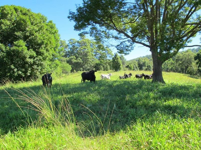 558 Kalang Road, Bellingen NSW 2454