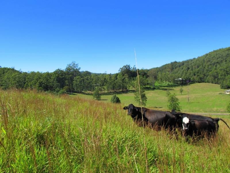 558 Kalang Road, Bellingen NSW 2454