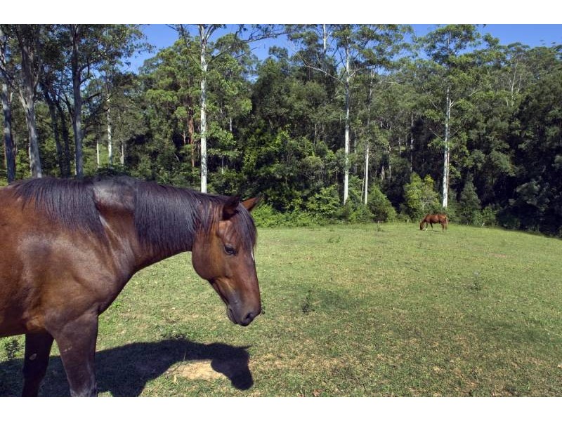 1385 Waterfall Way, Bellingen NSW 2454