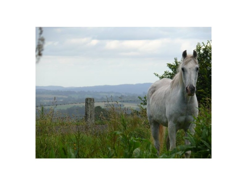 4799 Waterfall Way, Dorrigo NSW 2453