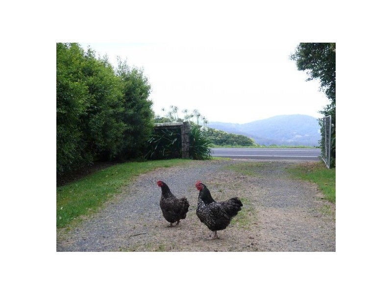 4799 Waterfall Way, Dorrigo NSW 2453