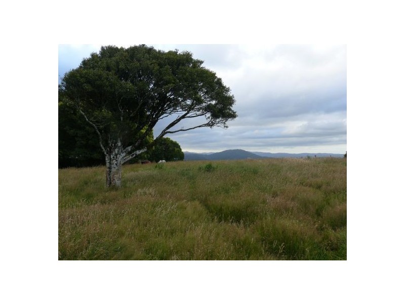 4799 Waterfall Way, Dorrigo NSW 2453