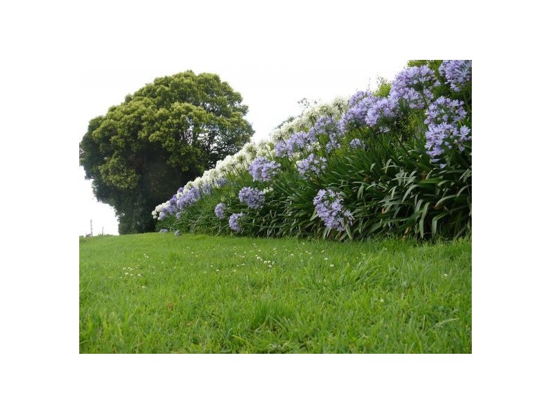 4799 Waterfall Way, Dorrigo NSW 2453