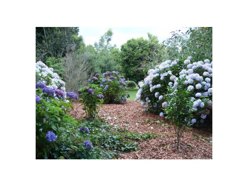 4799 Waterfall Way, Dorrigo NSW 2453