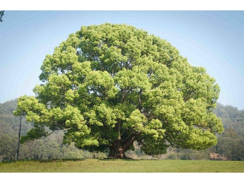 1620 Kalang Rd, Bellingen NSW 2454