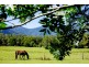 1090 Promised Land Rd Gleniffer, Bellingen NSW 2454
