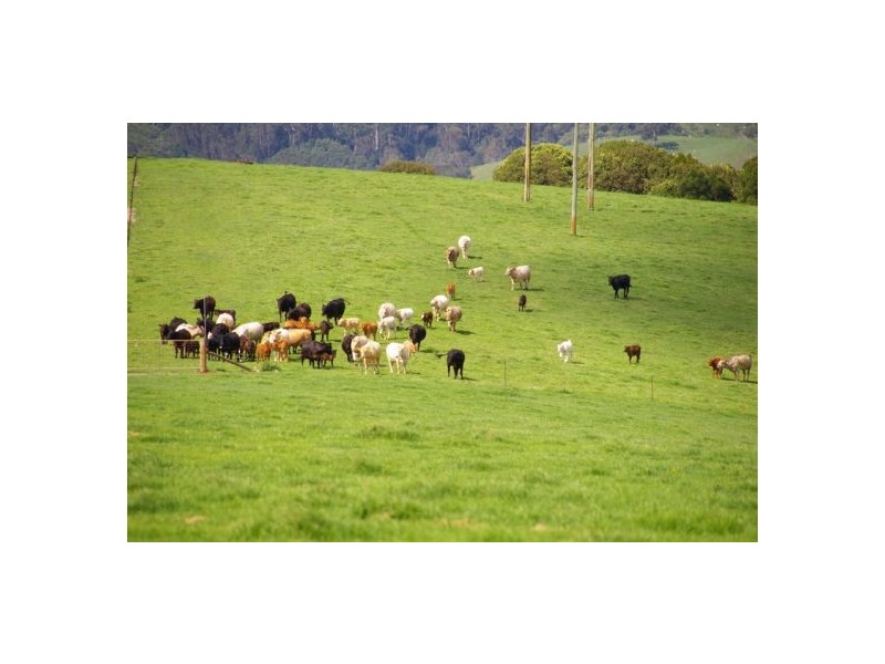 245 Deervale Loop Rd, Dorrigo NSW 2453