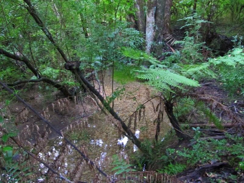 229/242 Bowraville Rd Missabotti, Bellingen NSW 2454