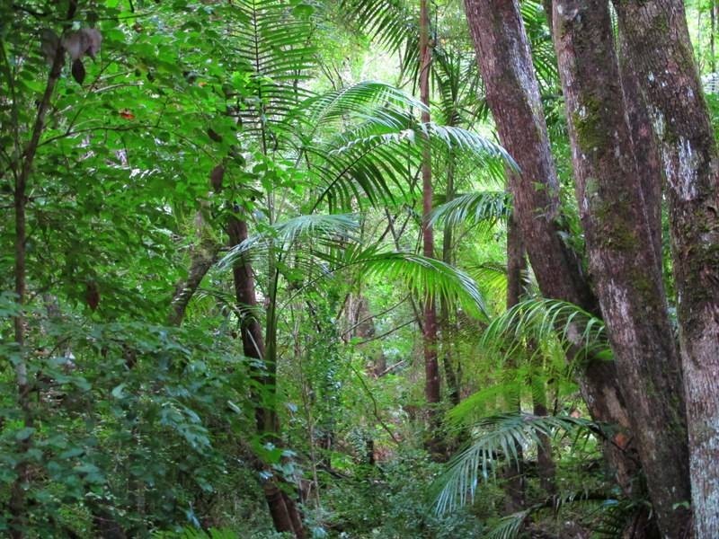 229/242 Bowraville Rd Missabotti, Bellingen NSW 2454