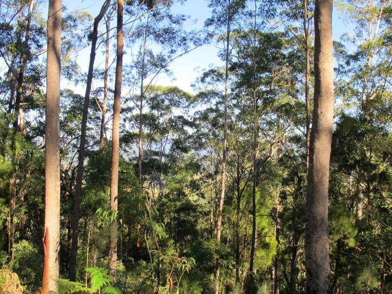Lot 95 & 302 Kennaicle Creek Road, Missabotti NSW 2449