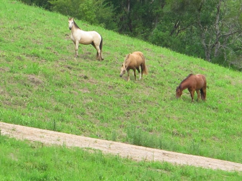 1650 Bowraville Road, Missabotti, Bellingen NSW 2454