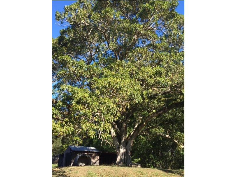 1650 Bowraville Road, Missabotti, Bellingen NSW 2454