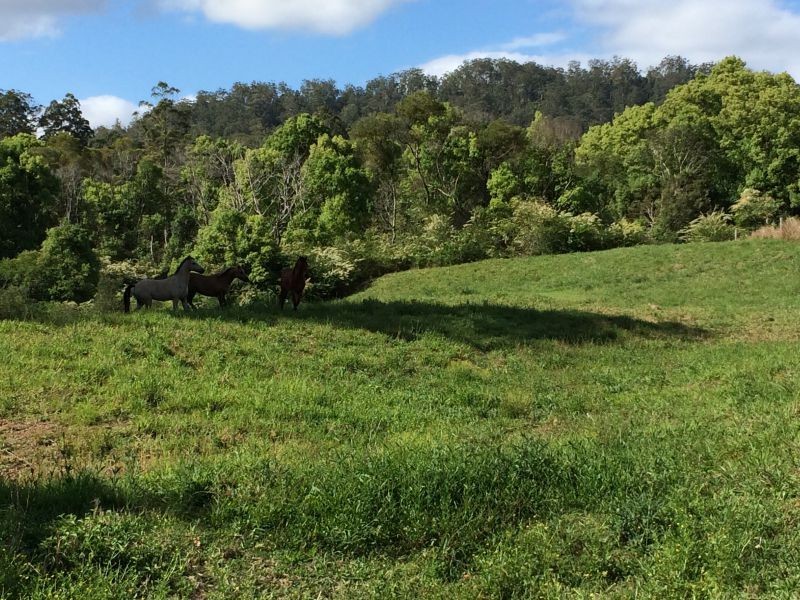 1650 Bowraville Road, Missabotti, Bellingen NSW 2454