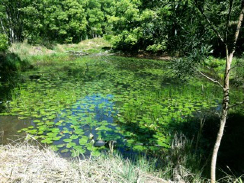 114 Kalang Rd, Bellingen NSW 2454